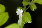 Yellowleaf hawthorn